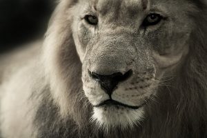 ascendente en leo